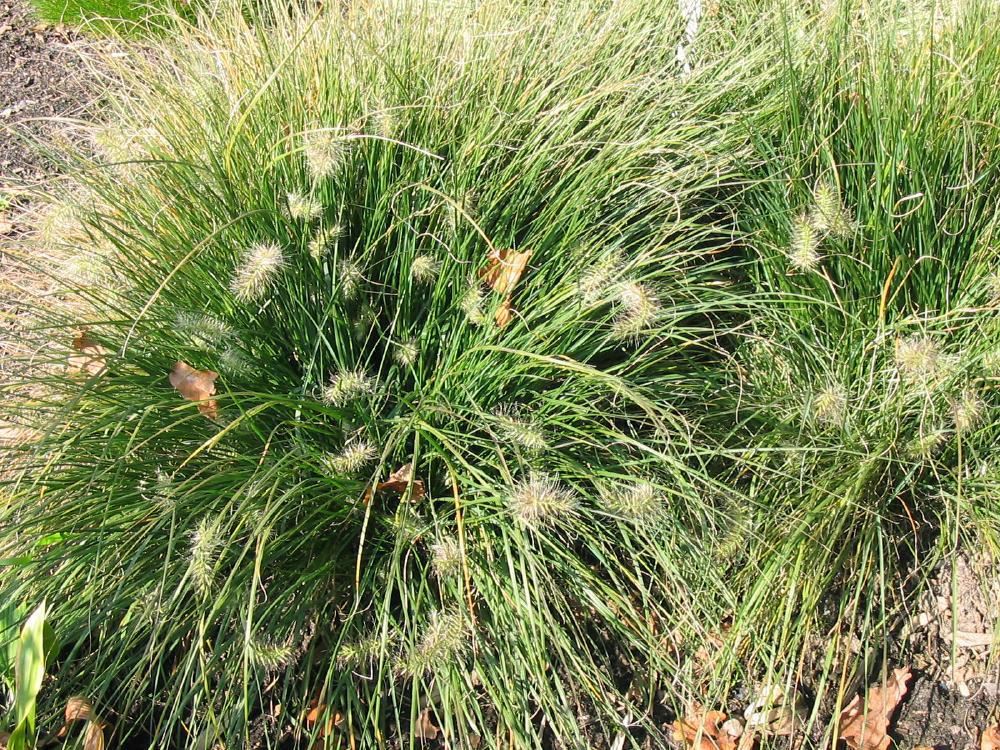 Plantenfiche-Pennisetum-alopecuroides-Little-Bunny-