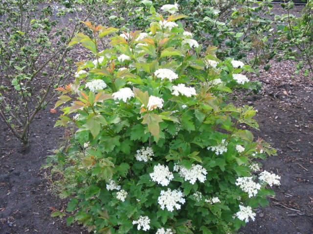 Plantenfiche-Viburnum-opulus-Compactum-