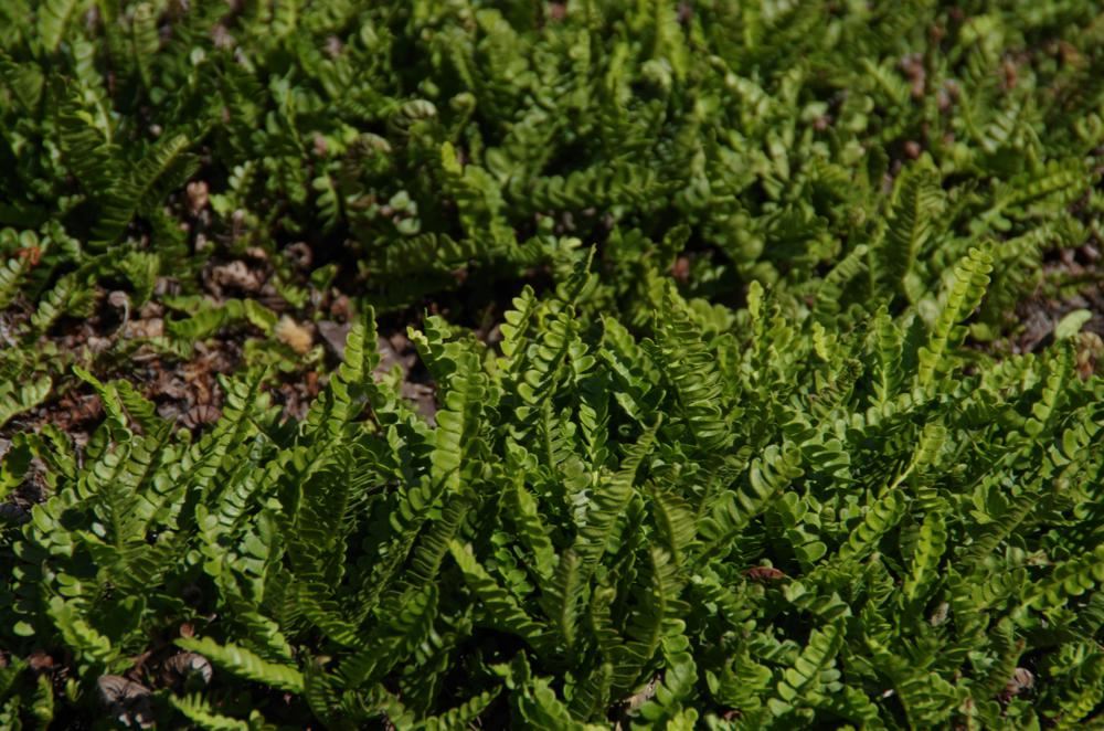 Plantenfiche-Blechnum-penna-marina
