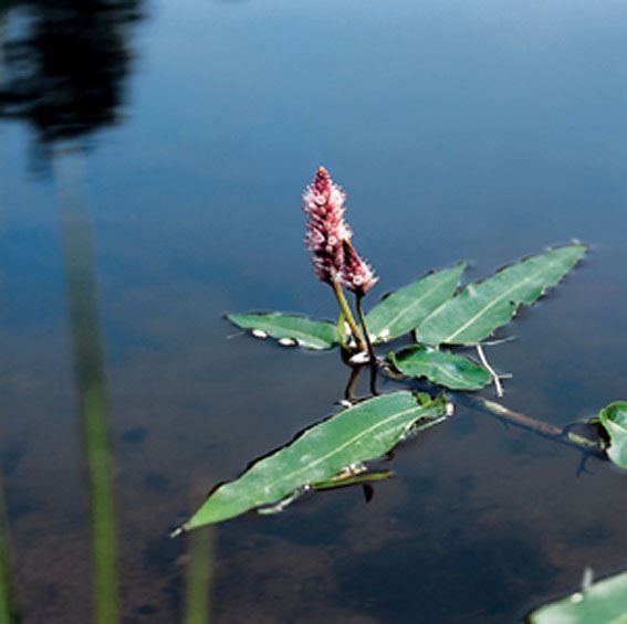 Persicaria amphibia - water basket ø18 cm