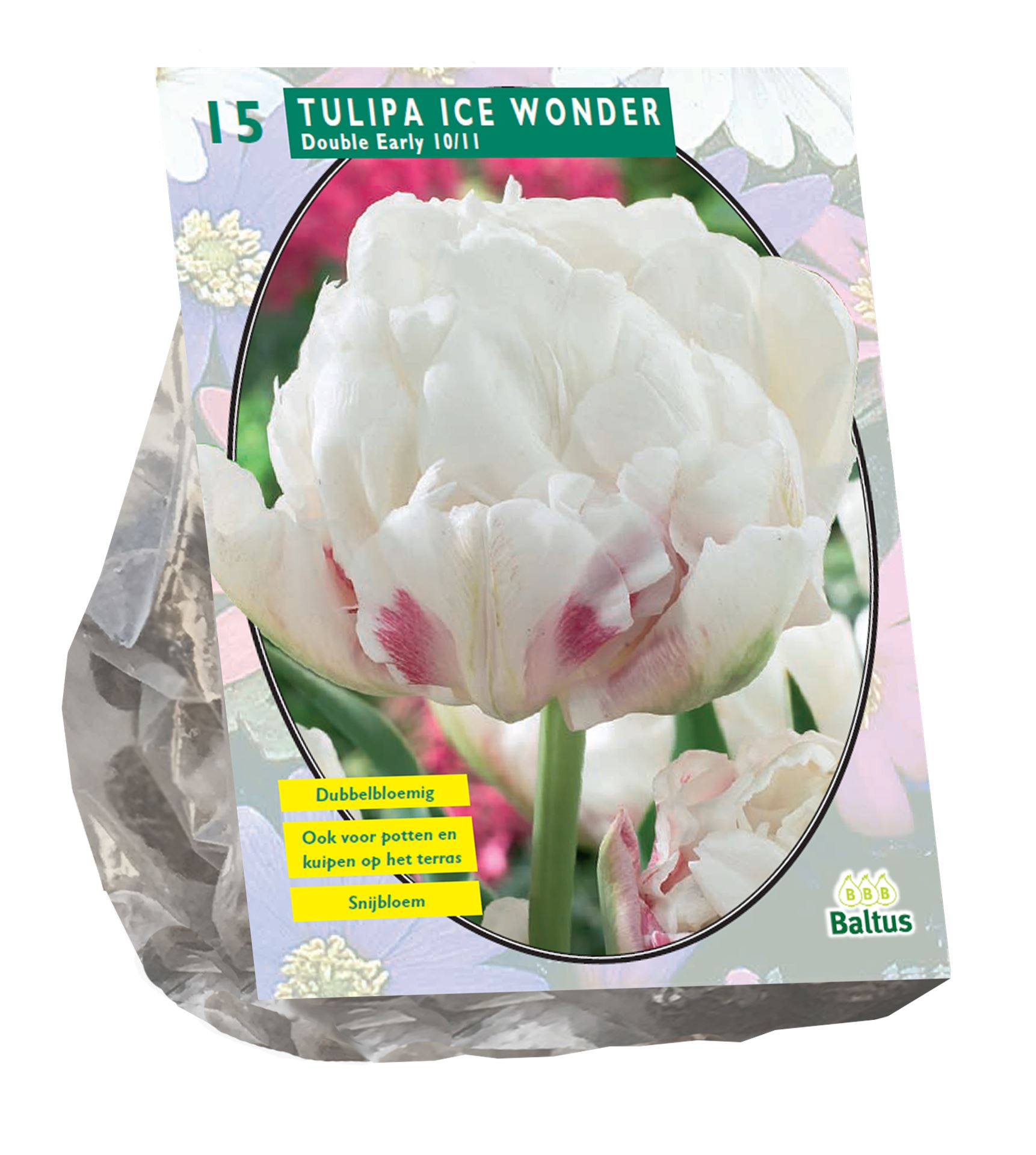 Tulipa-Dubbel-Vroeg-Ice-Wonder-per-15