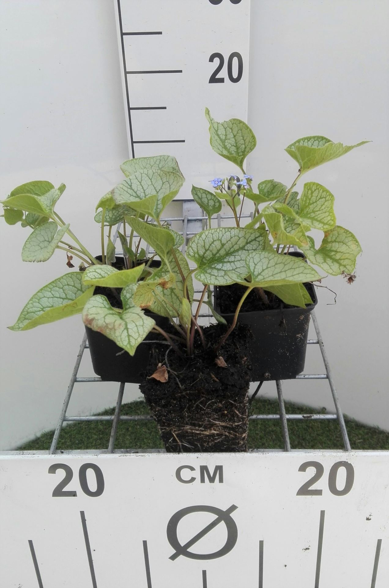 Brunnera macrophylla 'Jack Frost' - pot 9x9 cm