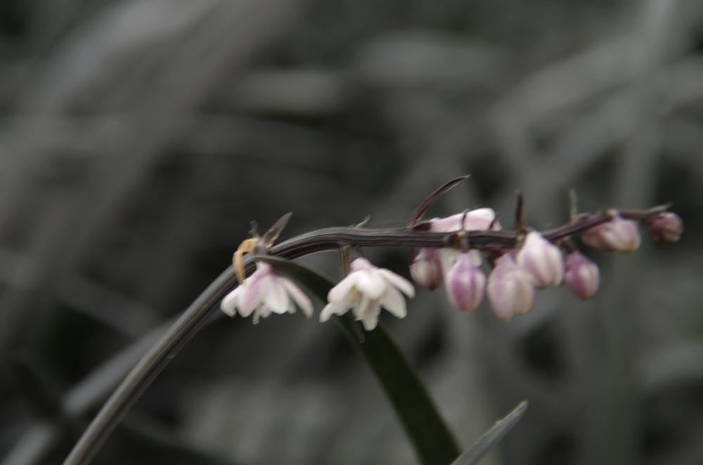 Plantenfiche-Ophiopogon-planiscapus-Niger-