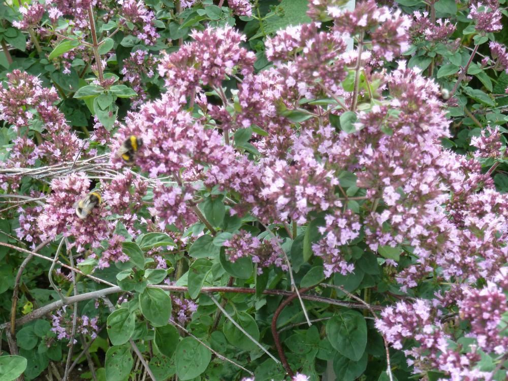 Plantenfiche-Origanum-Rosenkuppel-