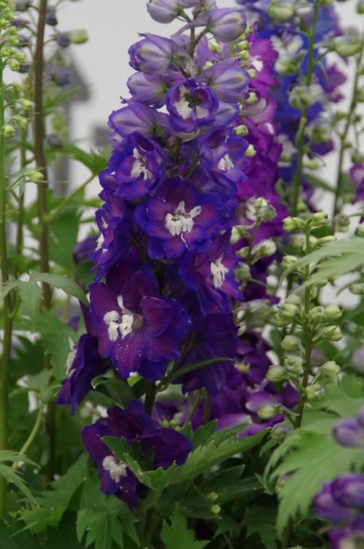 Plantenfiche-Delphinium-Magic-Fountains-Series