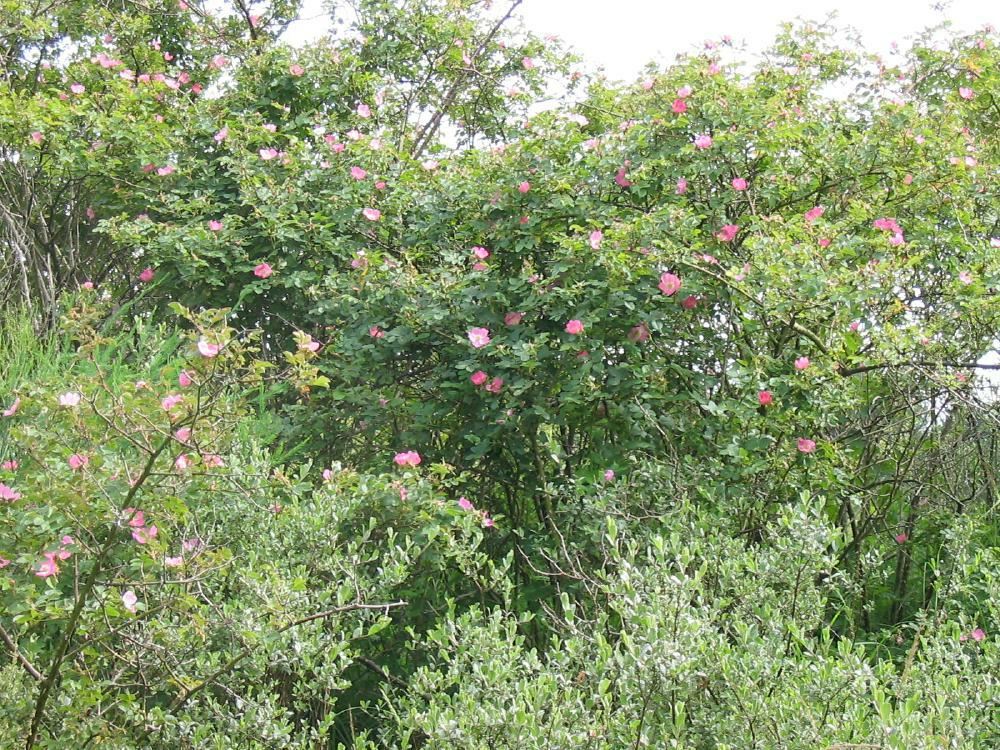 Rosa rubiginosa - pot - 40-60 cm