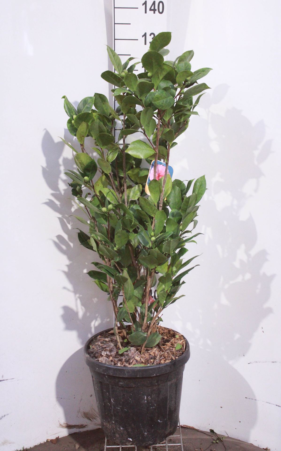 Camellia japonica rood - pot 15L - 80-100 cm