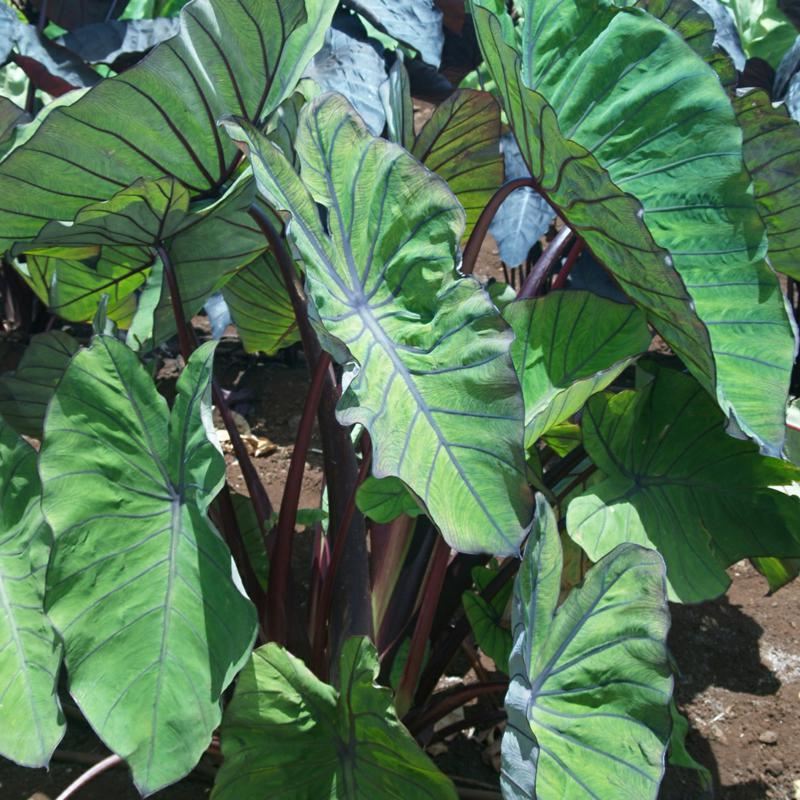 Plantenfiche-Colocasia-esculenta-Blue-Hawaii-