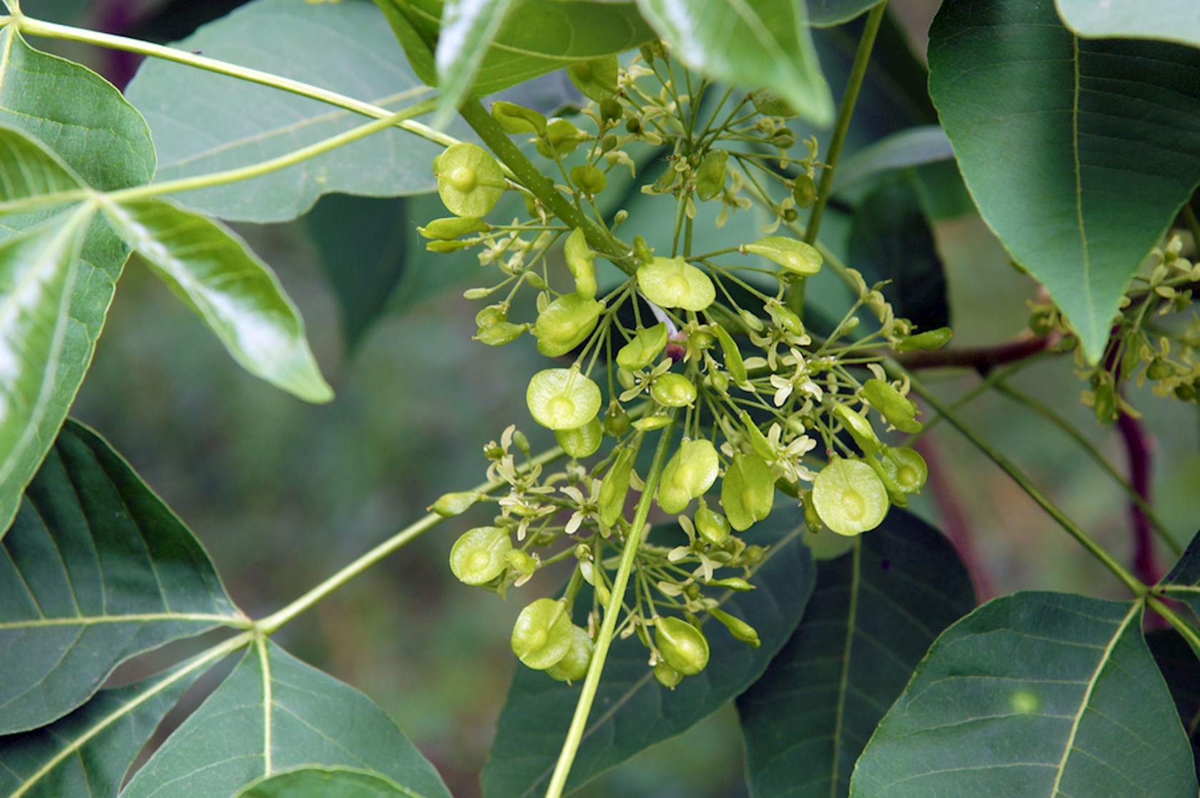 Plantenfiche-Ptelea-trifoliata