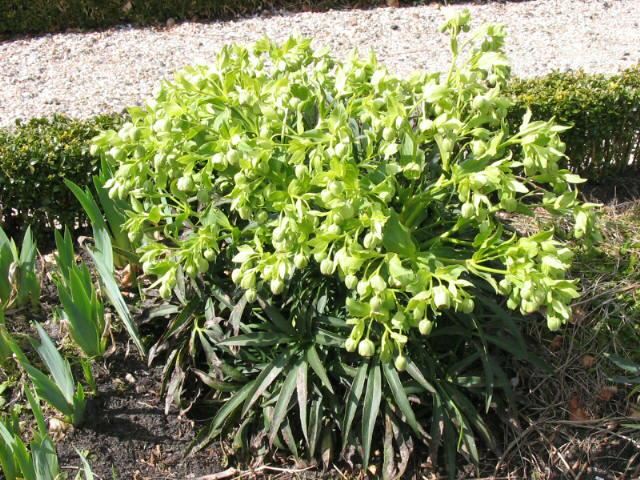 Plantenfiche-Helleborus-foetidus