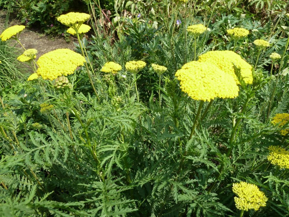 Plantenfiche-Achillea-filipendulina-Parker-s-Variety-