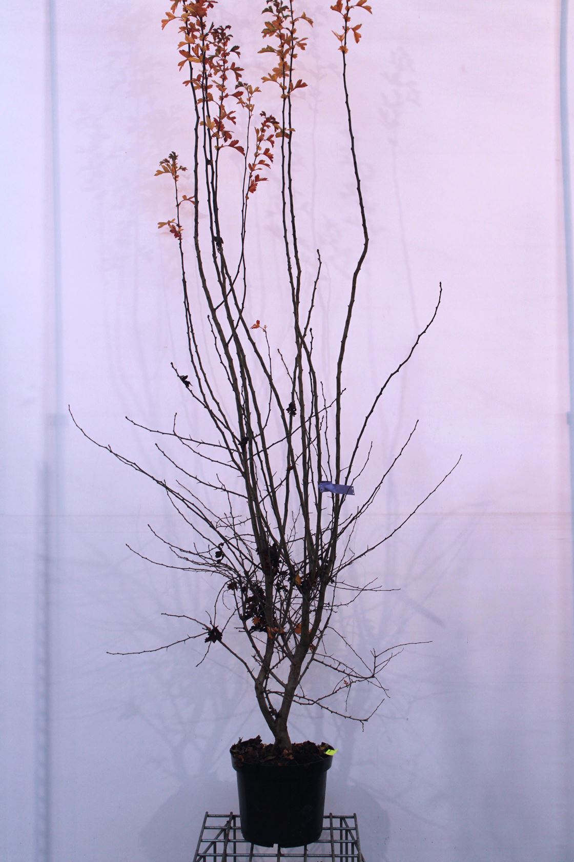 Crataegus monogyna - pot 12L - 150-200 cm
