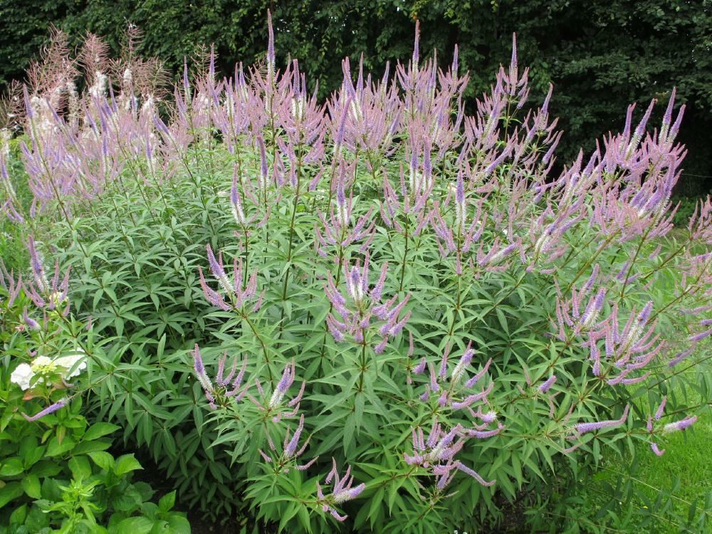 Plantenfiche-Veronicastrum-virginicum-Lavendelturm-