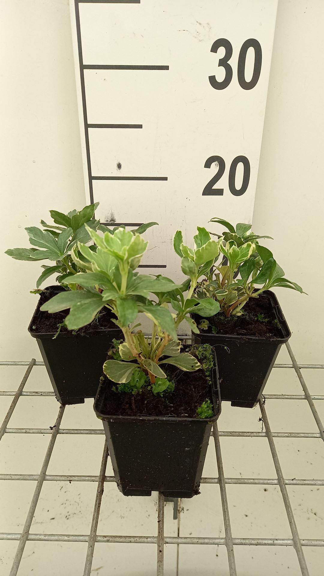 Pachysandra terminalis 'Variegata' - pot 9x9 cm