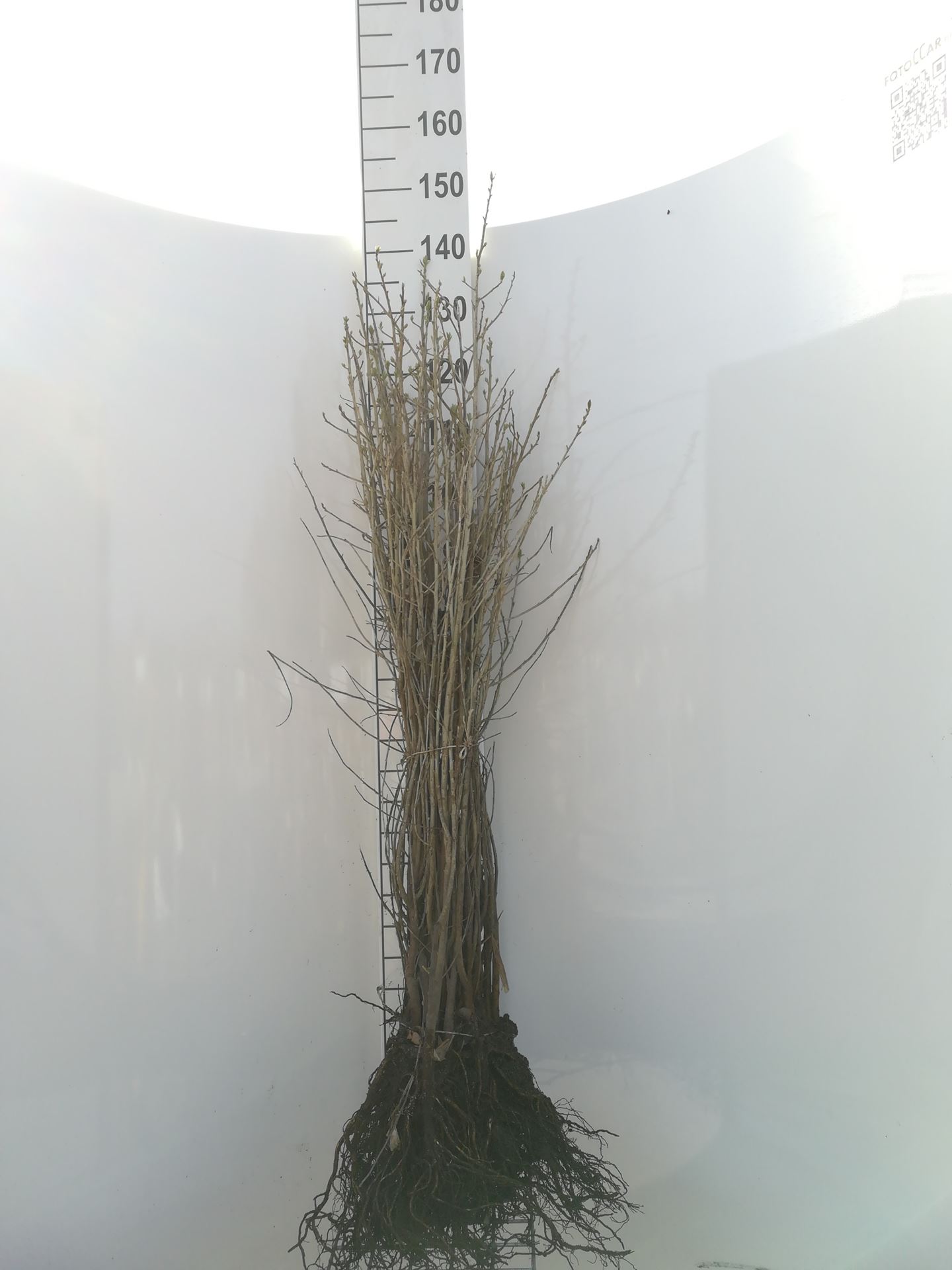 Elaeagnus angustifolia - bare root - 90-120 cm