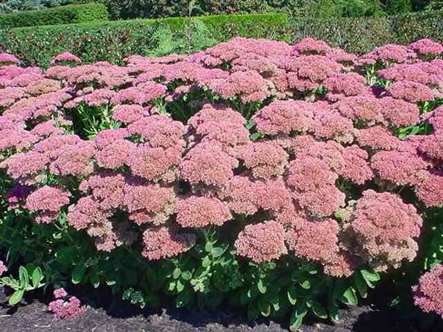 Plantenfiche-Sedum-Herbstfreude-