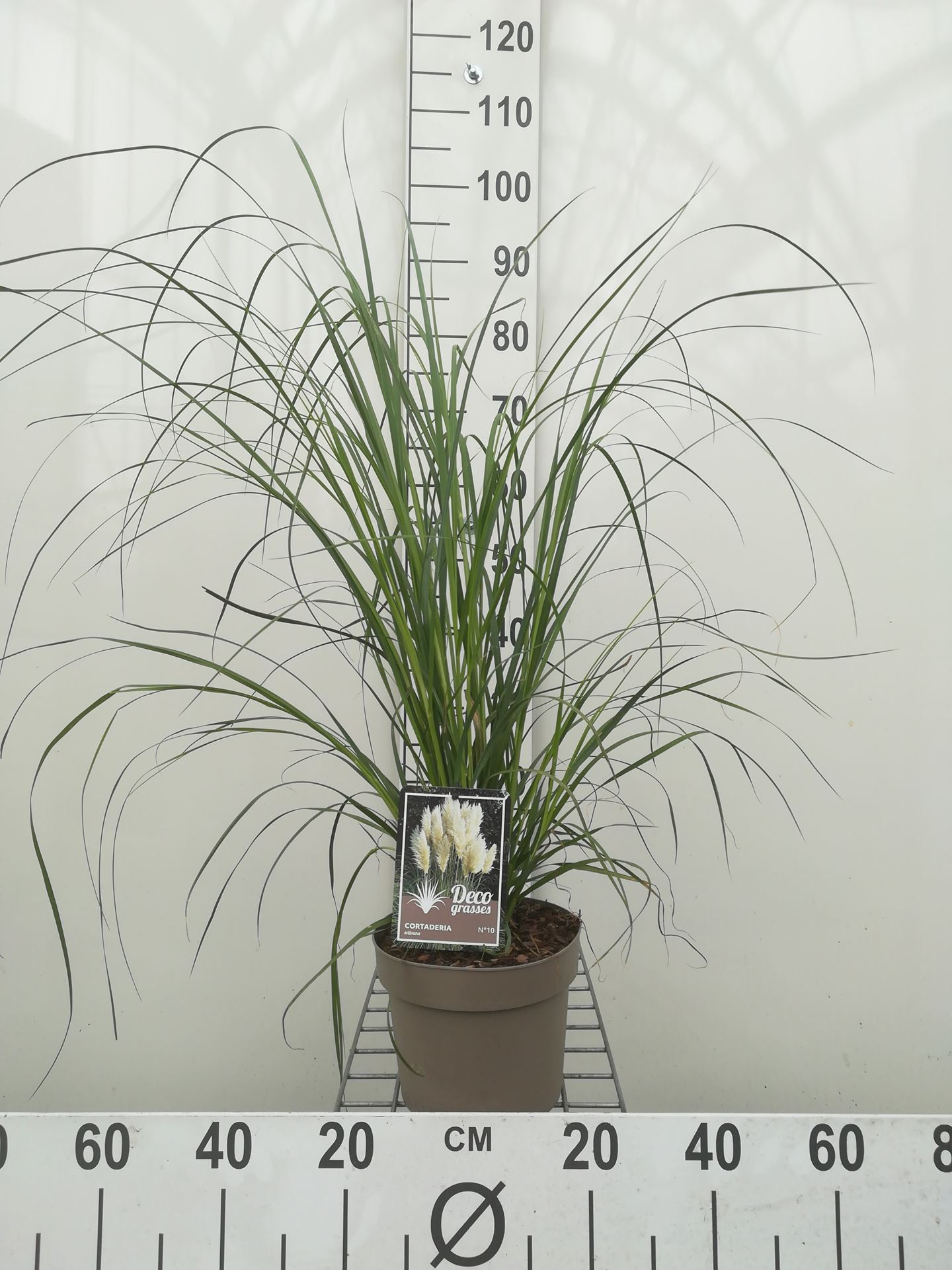 Cortaderia selloana - pot 3L