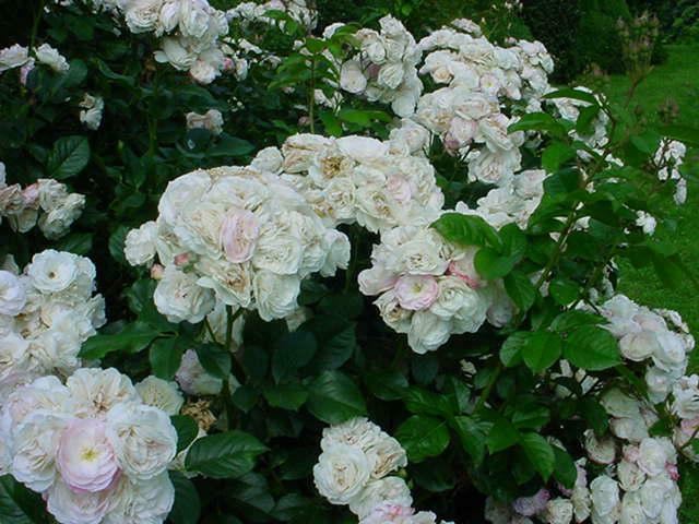 Plantenfiche-Rosa-Lenbofa-Bouquet-Parfait-