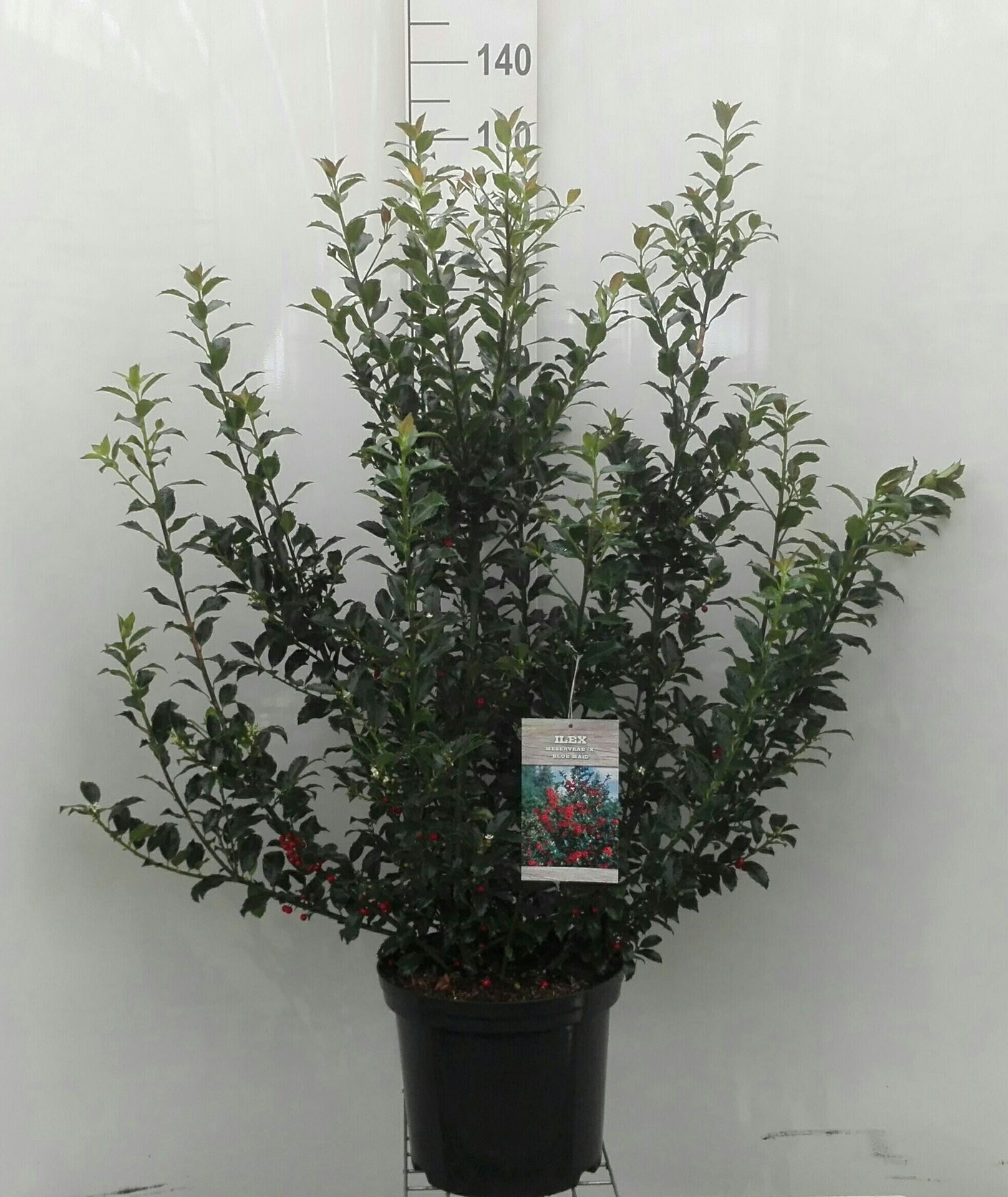 Ilex x meserveae 'Mesid' (Blue Maid) - pot 12L - 100-125 cm