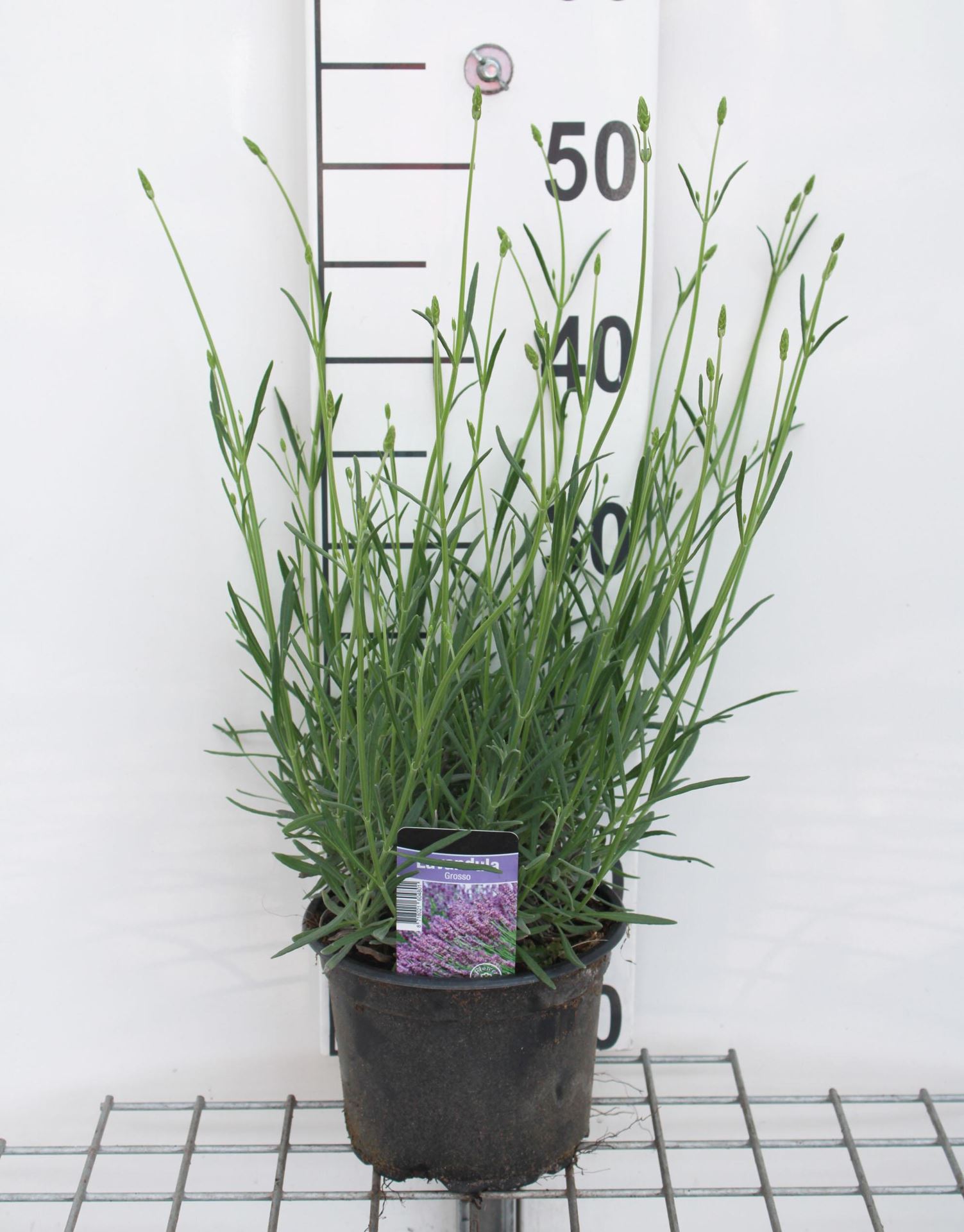 lavendelproducten: Lavandula x intermedia 'Grosso', oleum lavendelproducten: Lavandula x intermedia 'Grosso', oleum