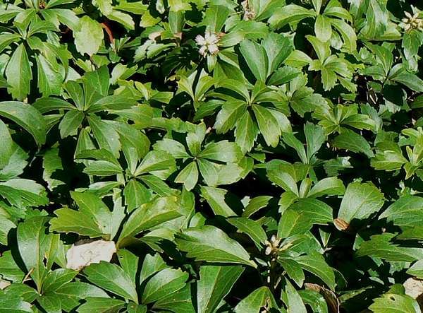 Pachysandra terminalis - pot 1,5L