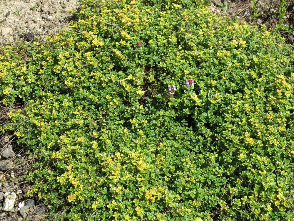 Plantenfiche-Thymus-Doone-Valley-