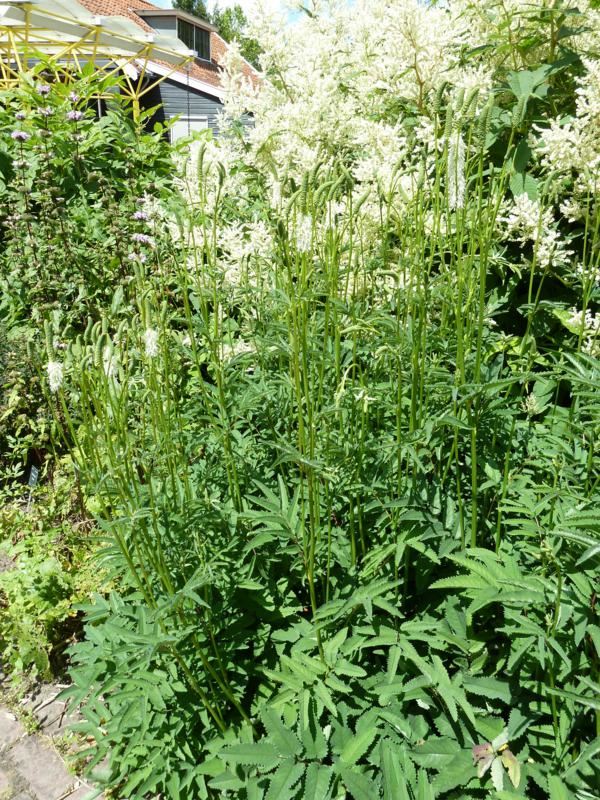 Plantenfiche-Sanguisorba-canadensis
