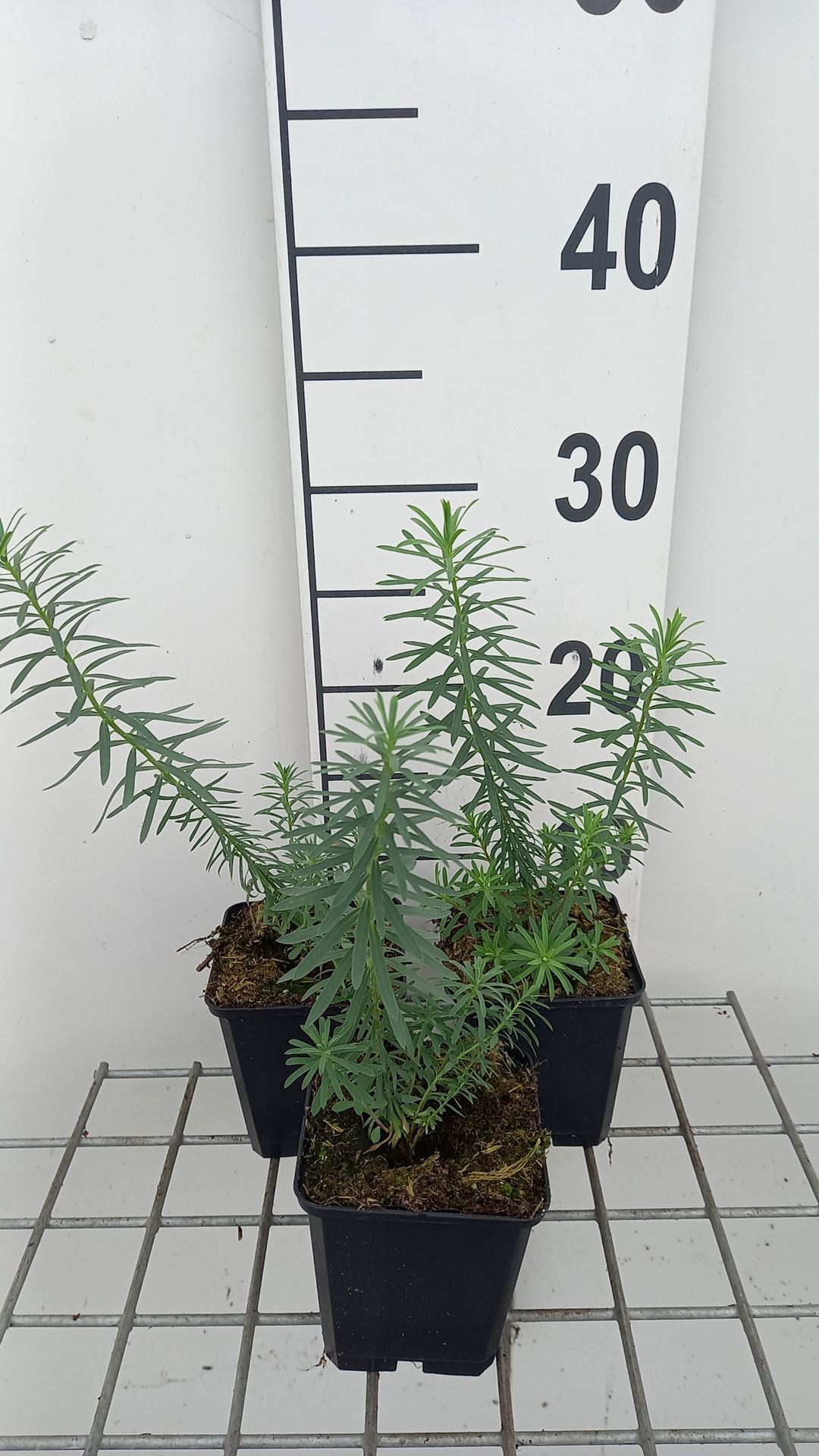 Euphorbia seguieriana subsp. niciciana - pot 9x9 cm