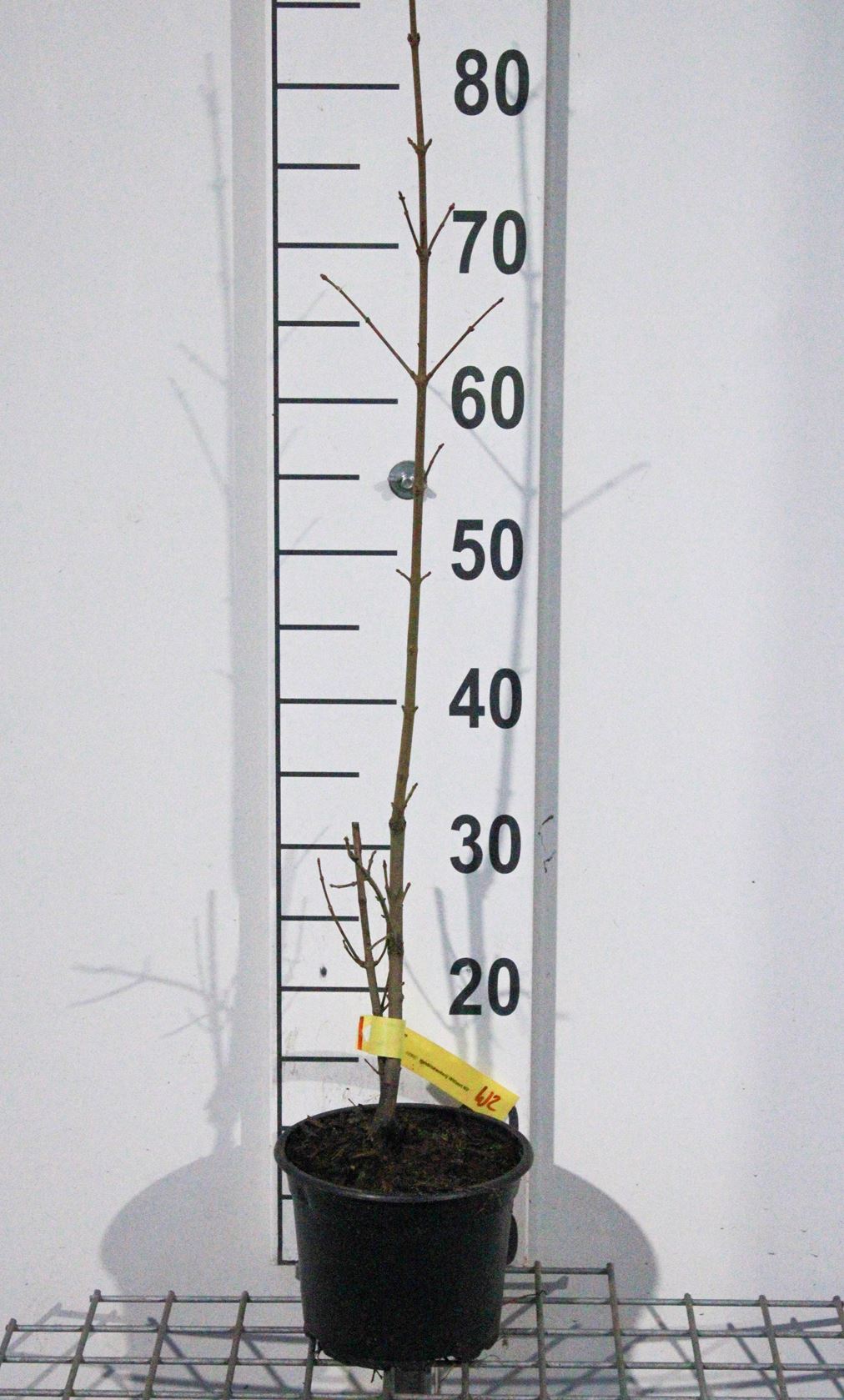 Acer campestre - pot 2L - 60-80 cm