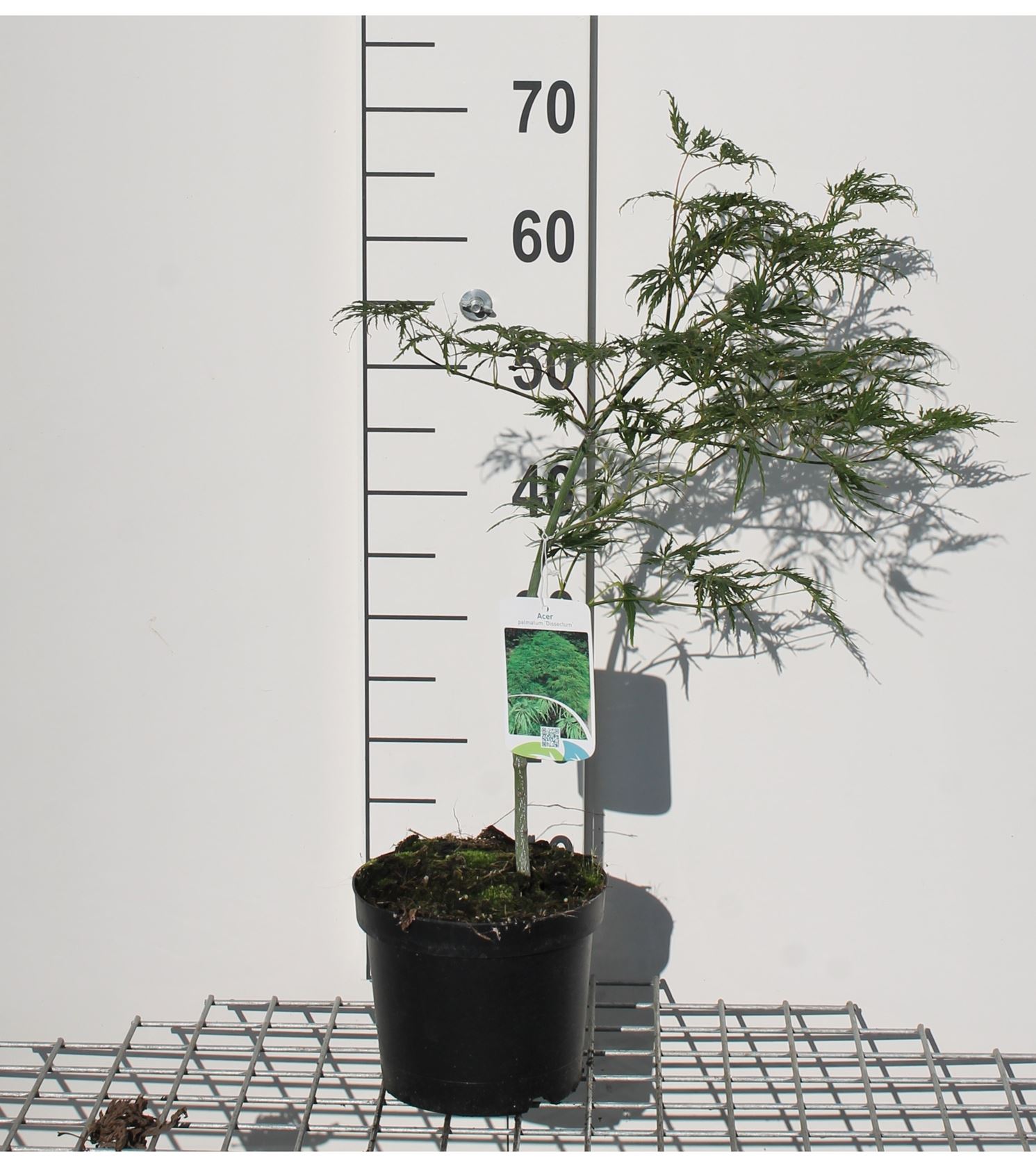 Acer palmatum 'Dissectum' - pot - 40-50 cm