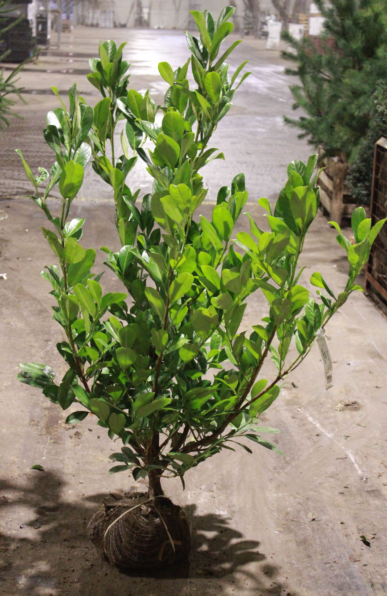 Prunus laurocerasus 'Rotundifolia' - clod of earth - 125-150 cm