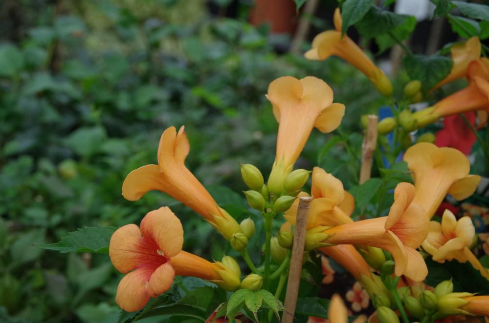 Plantenfiche-Campsis-x-tagliabuana-Kudian-Indian-Summer-