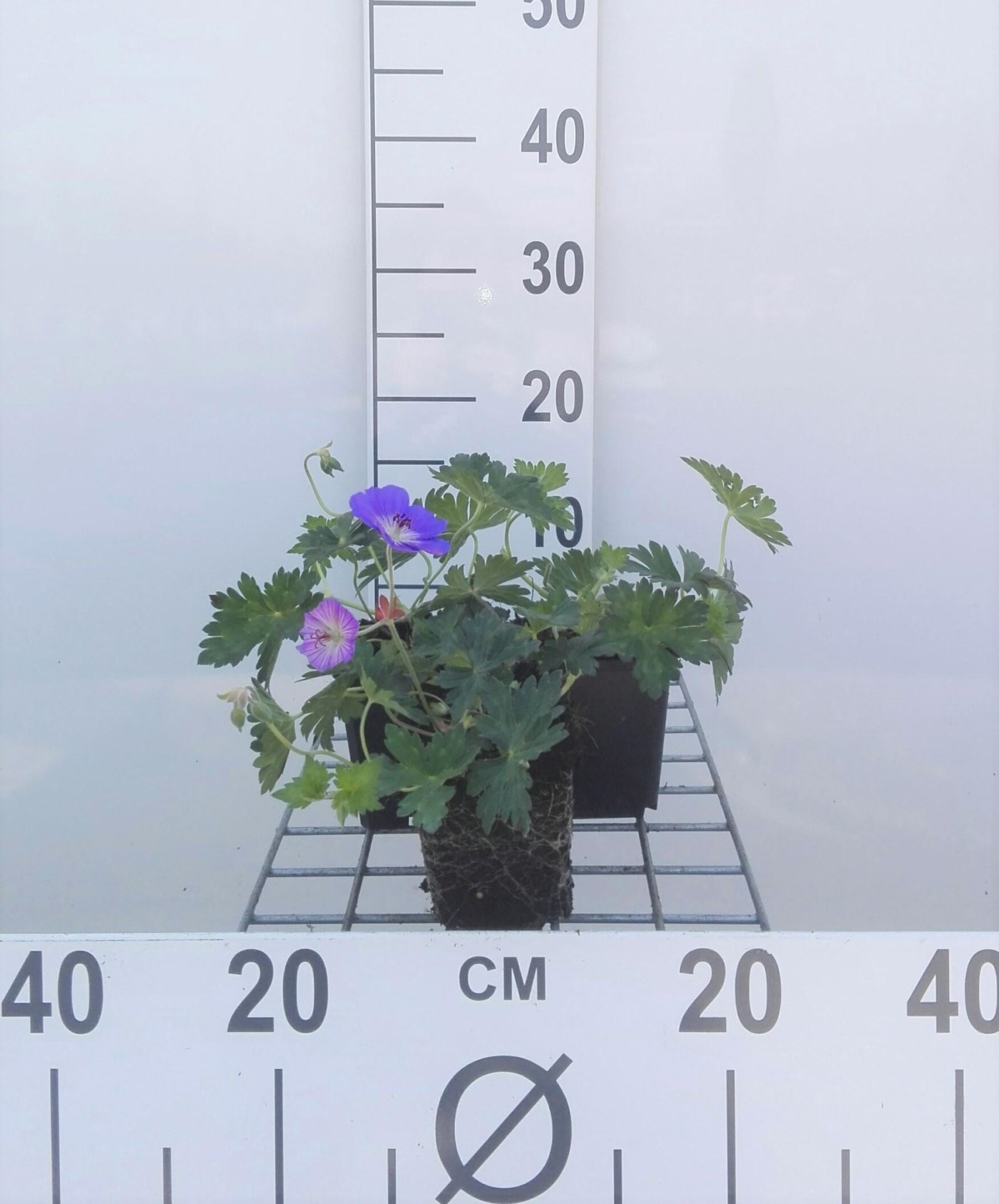 Geranium 'Gerwat' (Rozanne) - pot 9x9 cm