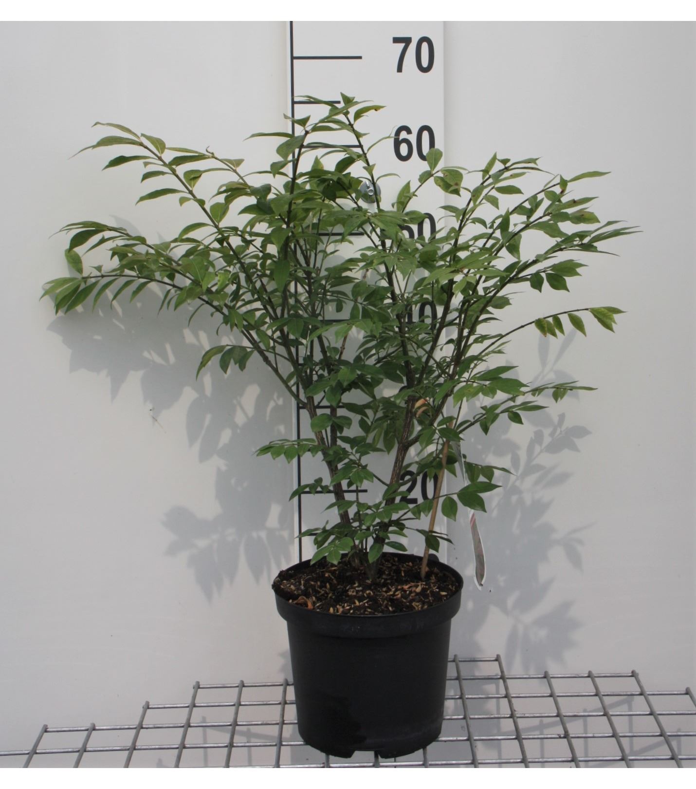 Euonymus alatus 'Compactus' - pot - 30-40 cm