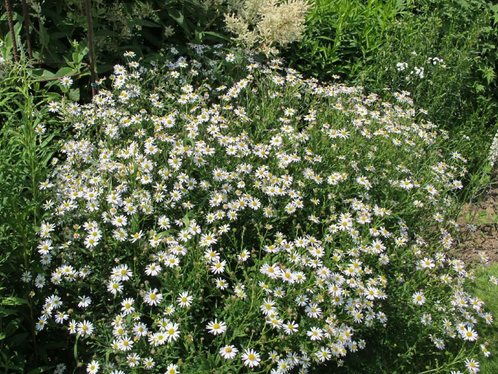 Plantenfiche-Kalimeris-incisa-Alba-