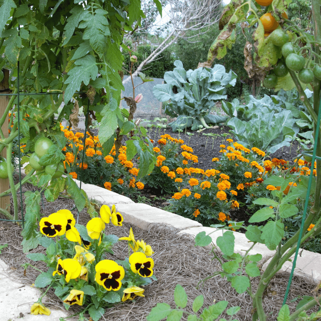 Combinatieteelt in de moestuin: natuurlijke allianties voor een gezonde oogst Combinatieteelt in de moestuin: natuurlijke allianties voor een gezonde oogst