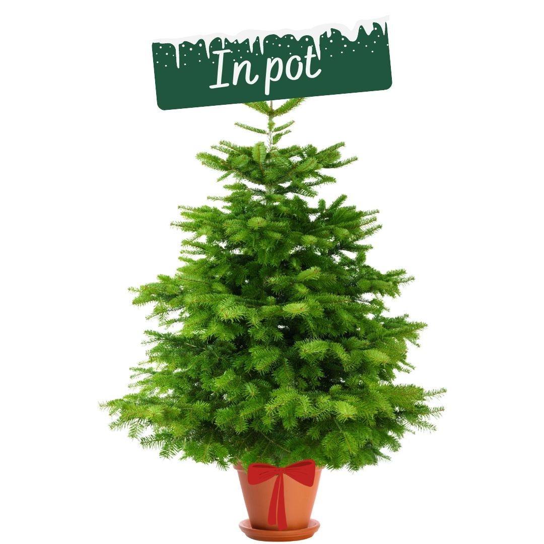 Voorbeeld Bitterheid Verstikkend Echte kerstbomen