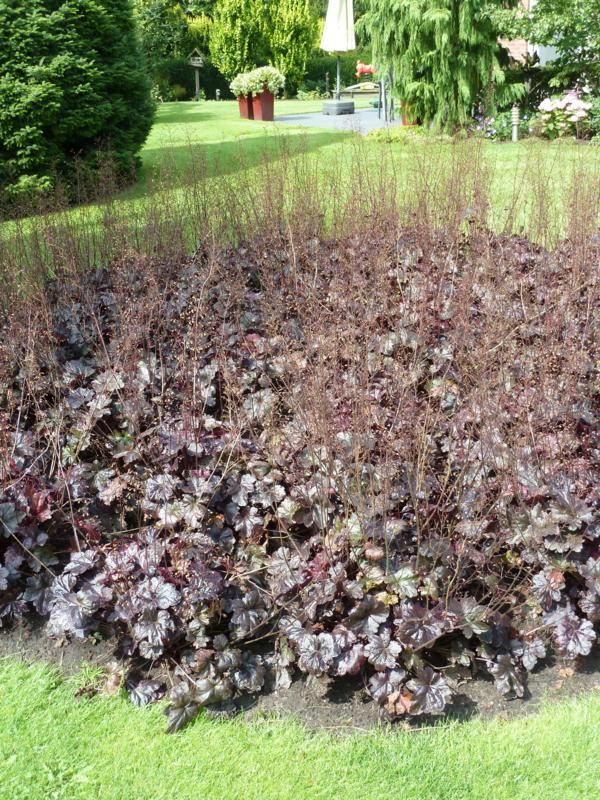 Plantenfiche-Heuchera-Obsidian-