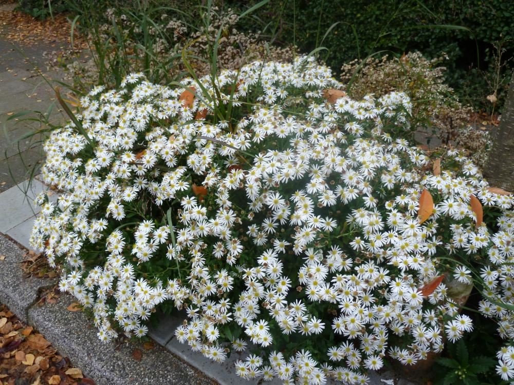 Plantenfiche-Aster-ageratoides-Ashvi-