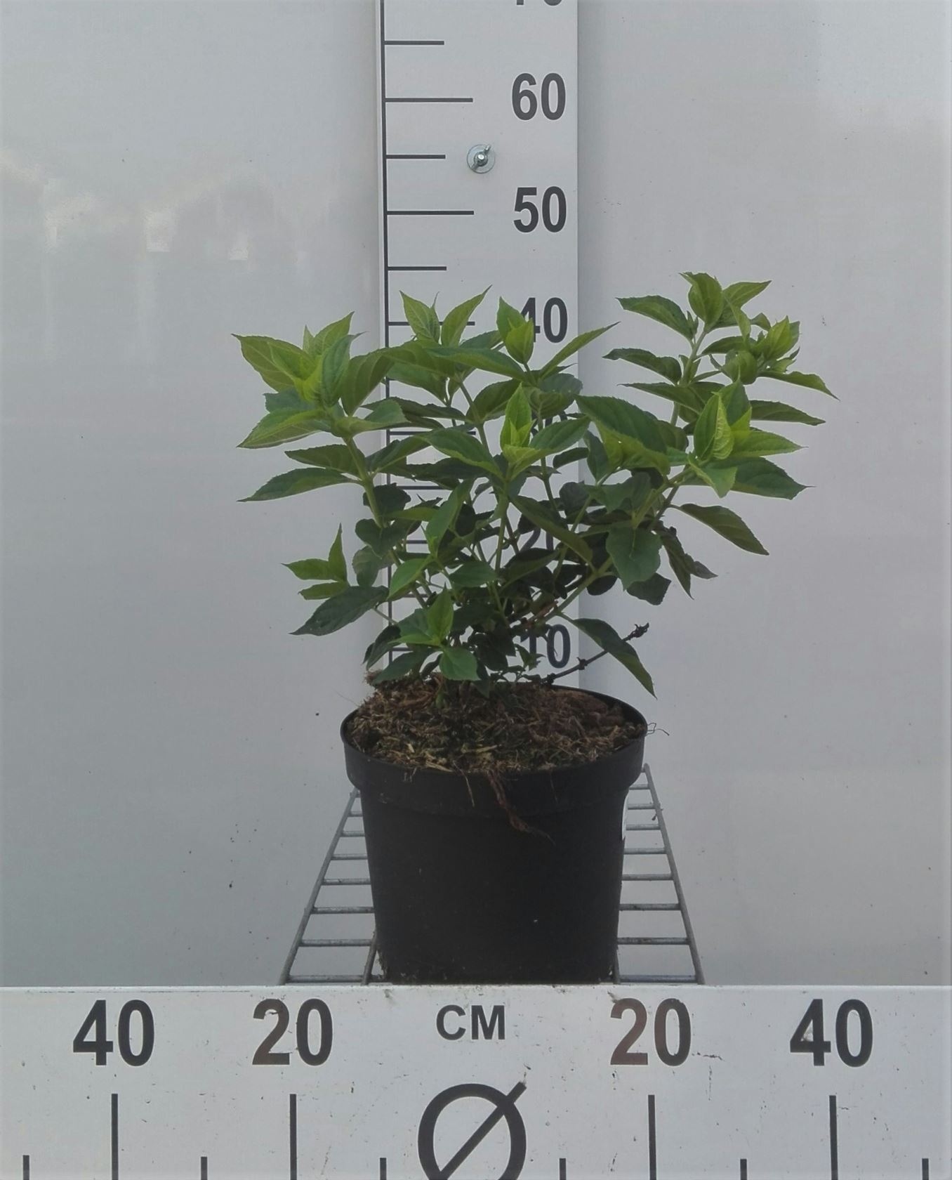 Hydrangea paniculata 'Jane' (Little Lime) - pot - 25-30 cm