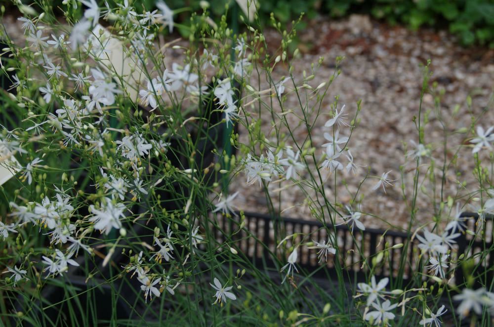 Anthericum ramosum - pot 9x9 cm