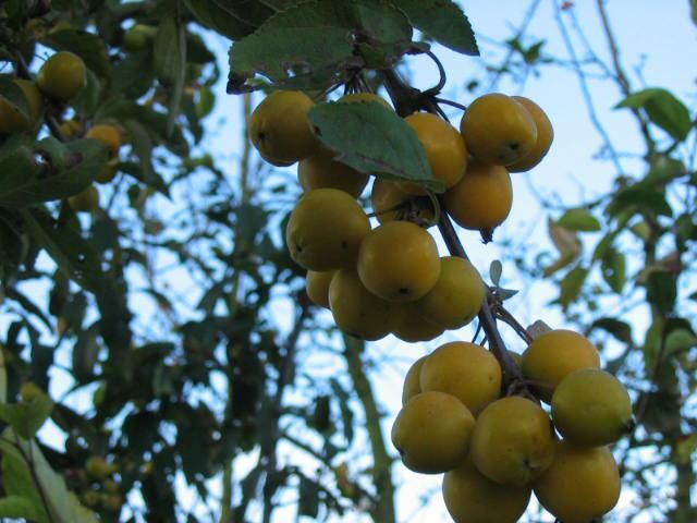 Plantenfiche-Malus-Golden-Hornet-Sierappel-
