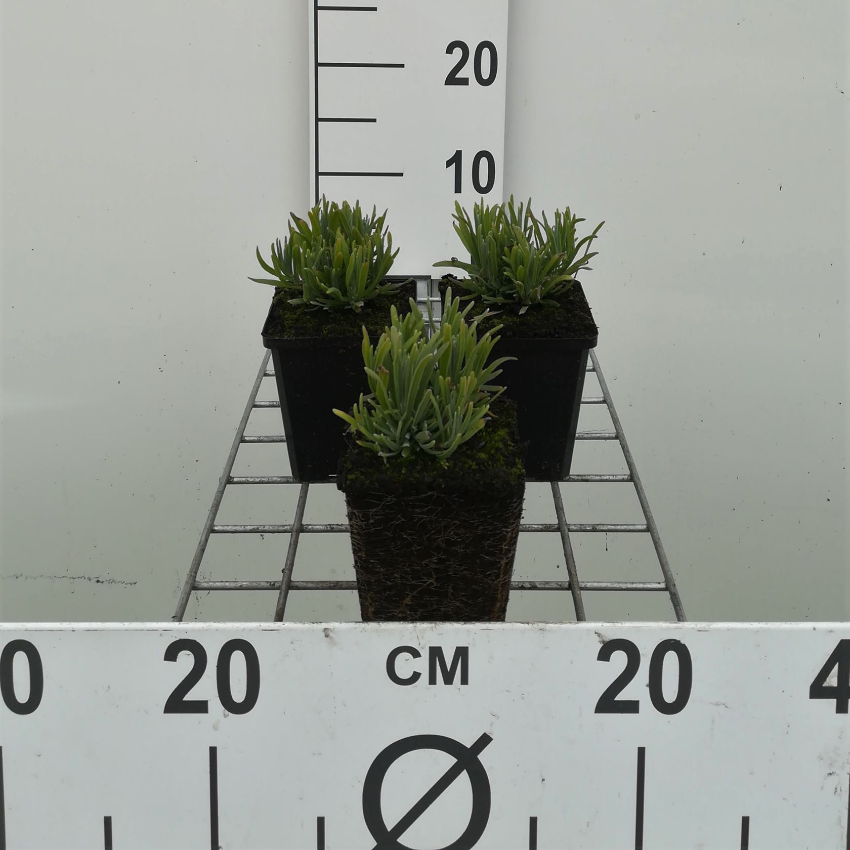 Lavandula angustifolia 'Dwarf Blue' - pot 9x9 cm (Lavender 'Dwarf')