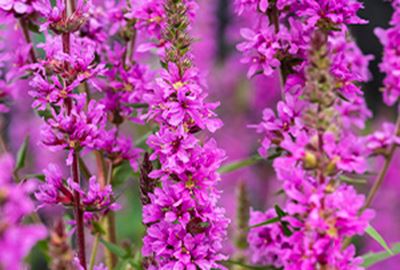 Lythrum salicaria - water basket ø18 cm