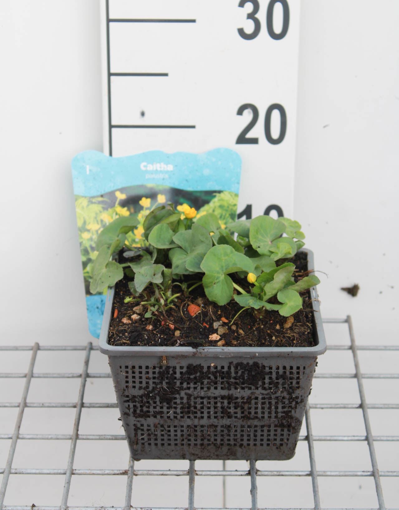 Caltha palustris - watermand ø18 cm