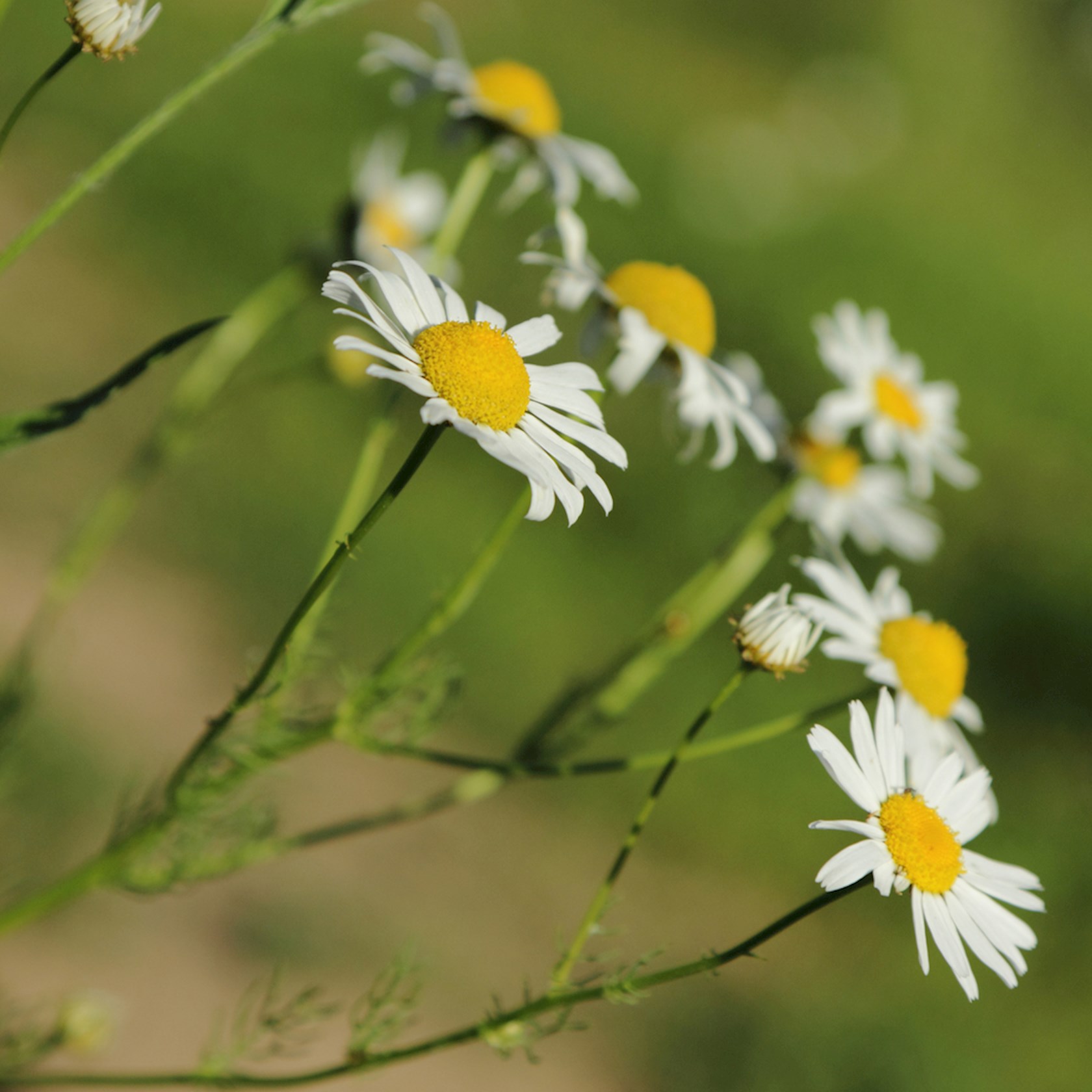 Plantenfiche-Matricaria-chamomilla-Kamille-