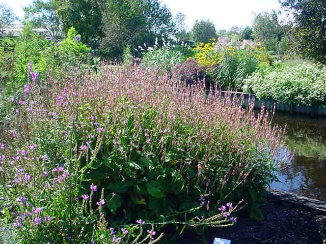 Plantenfiche-Persicaria-amplexicaulis-Rosea-
