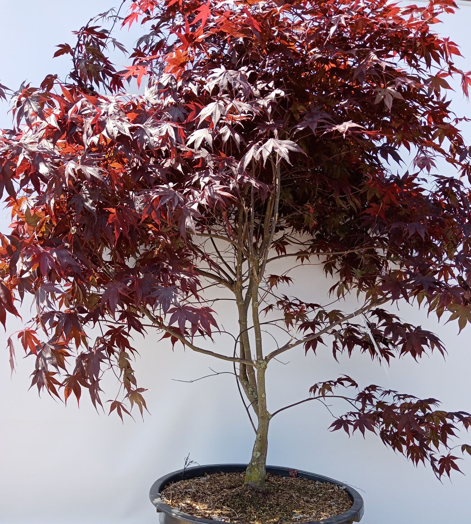 Acer palmatum 'Bloodgood' - pot 65L - 150-175 cm