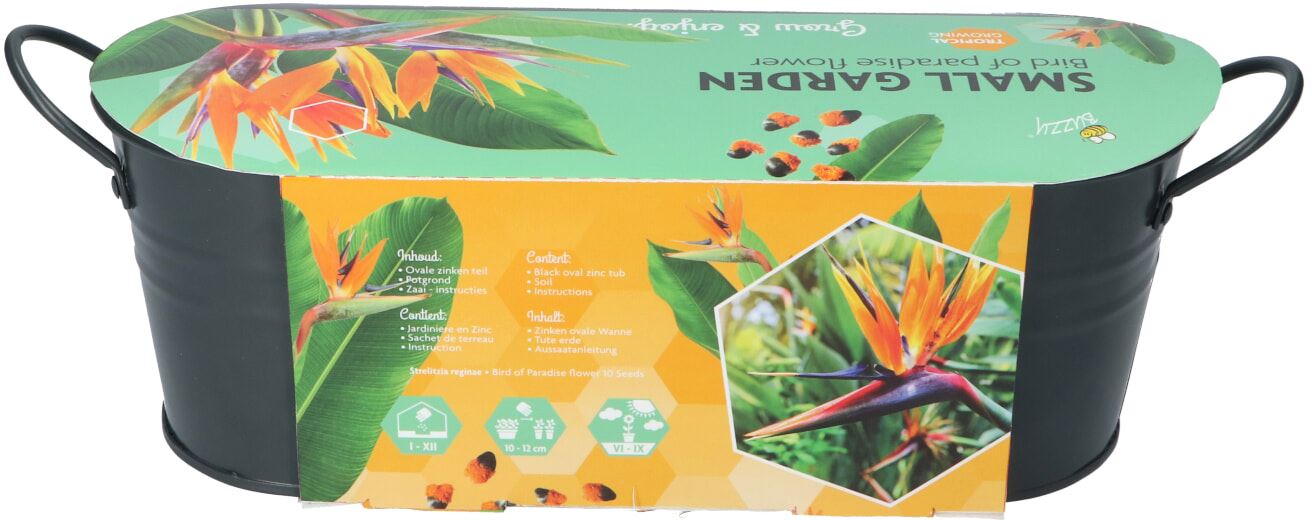 Buzzy-Small-Garden-Birds-of-Paradise-Strelitzia-6-