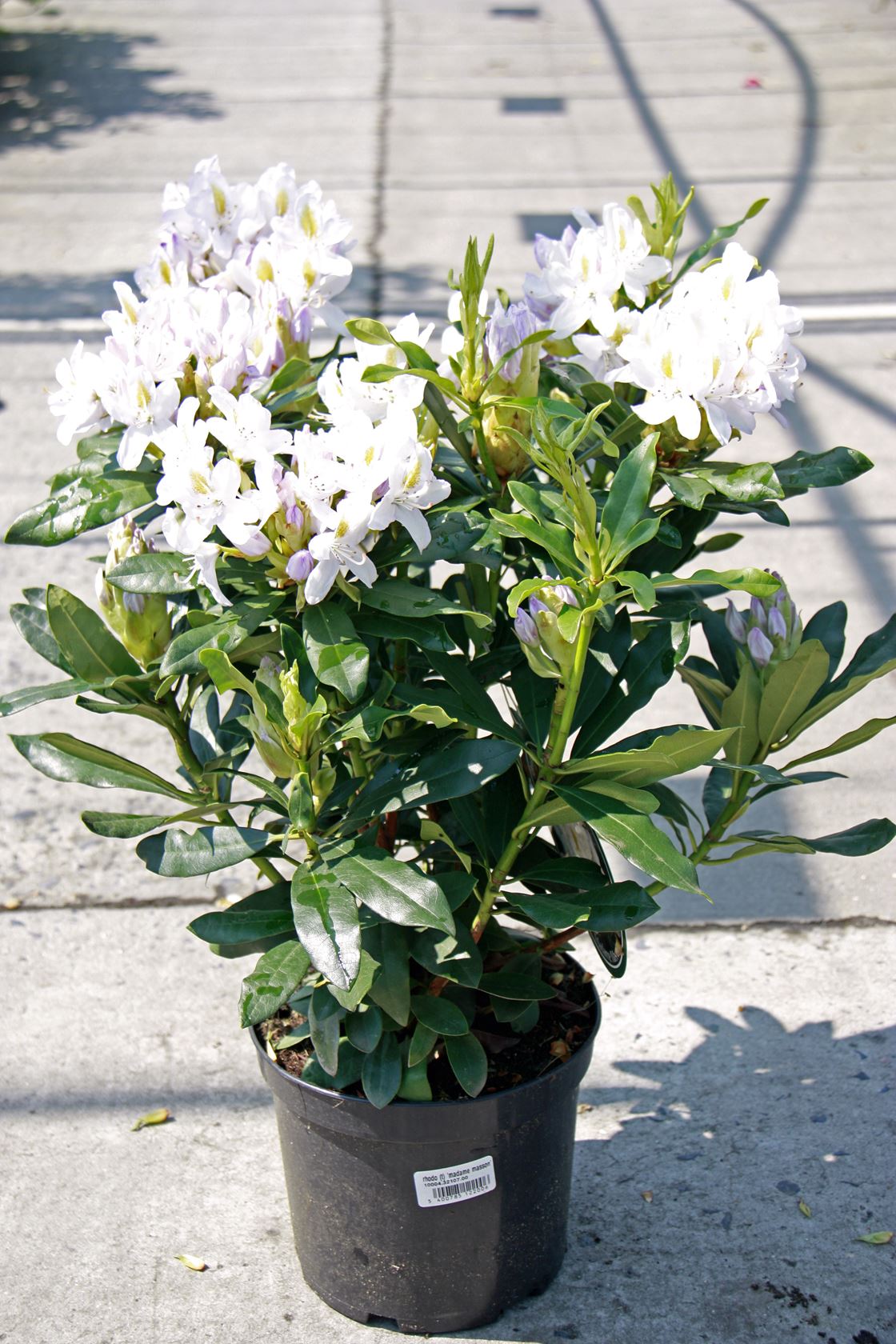 Rhododendron 'Madame Masson' - pot - 40-50 cm